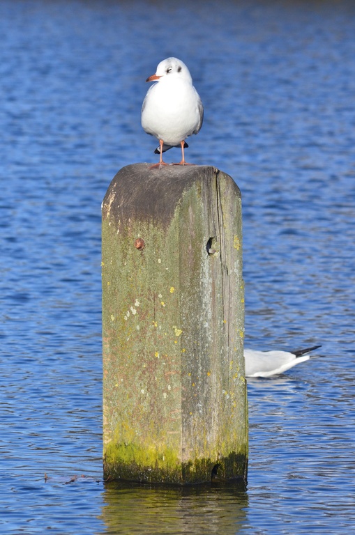 London/Hyde Park/DSC_0052.JPG